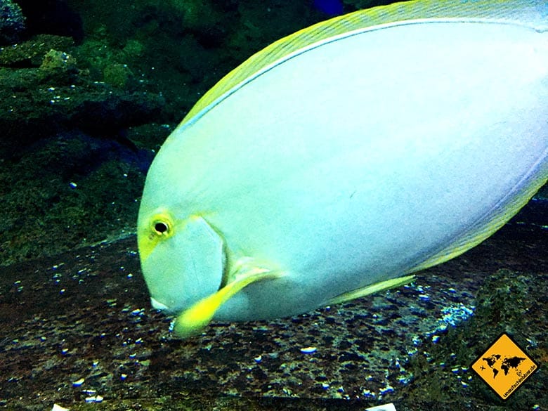 Underwater World Pattaya Fisch nah