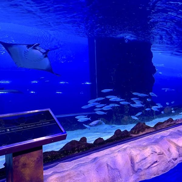 Underwater Zoo Dubai Aquarium