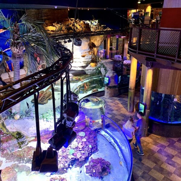 Unterwasserzoo Dubai Mall Aquarium