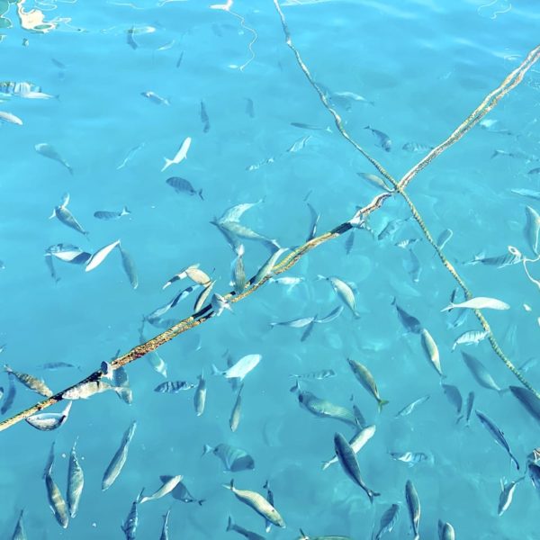 Valle Gran Rey Hafen Fische