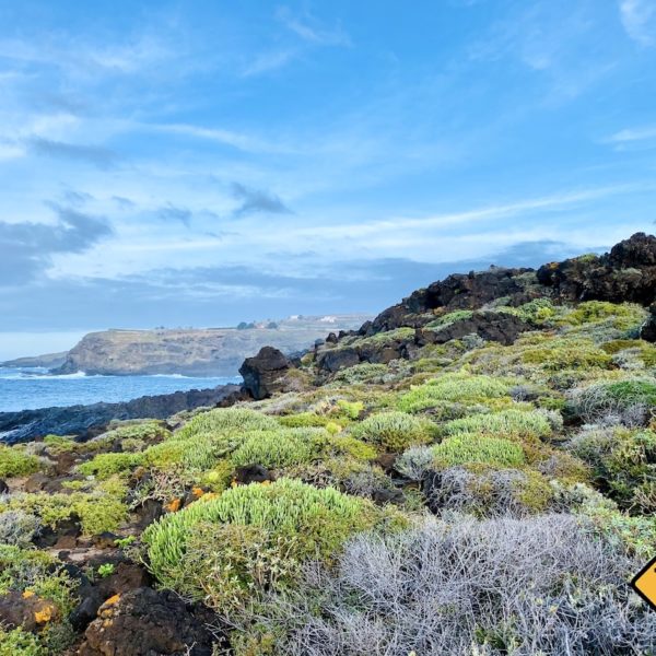 Vegetation Buenavista del Norte Teneriffa