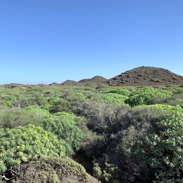 Vegetation Isla de Lobos