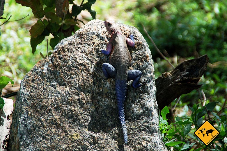 Visum Tansania Gecko