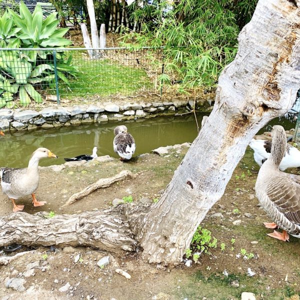 Vögel Parque de El Curato