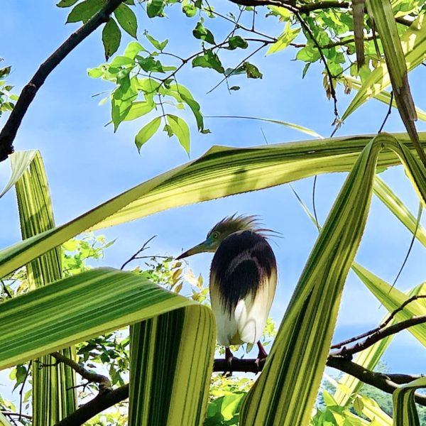 Vogel Kandy Lake