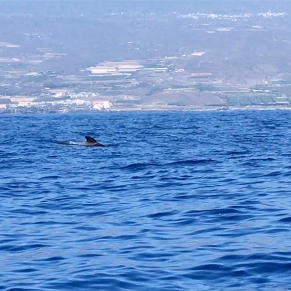 Walbeobachtung Teneriffa Delfine