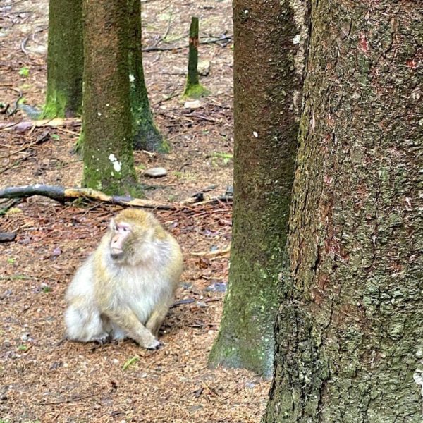 Wald Berberaffe Salem