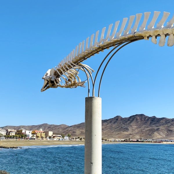 Walskelett Gran Tarajal Fuerteventura Geheimtipps