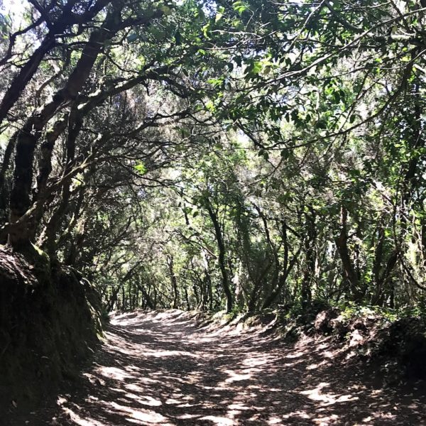 Wanderung Teneriffa Lorbeerwald Anaga Gebirge