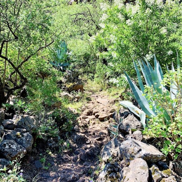Wanderweg Höhlen-Wohnungen Guayadeque Schlucht