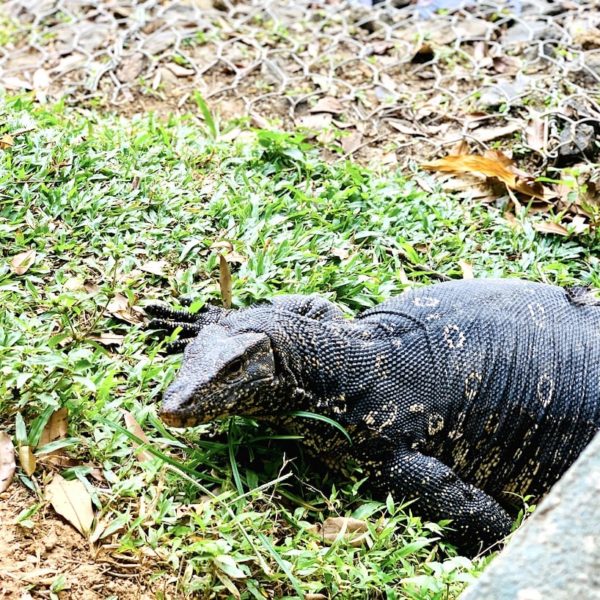 Waran Kandy Lake Sri Lanka