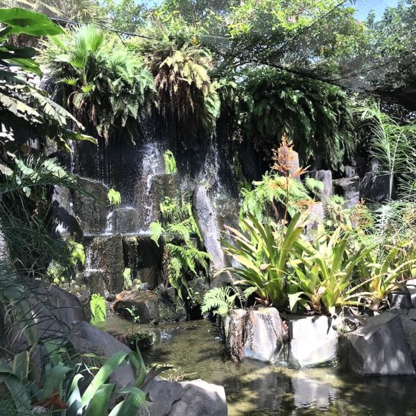 Wasserfall Palmetum Santa Cruz de Tenerife