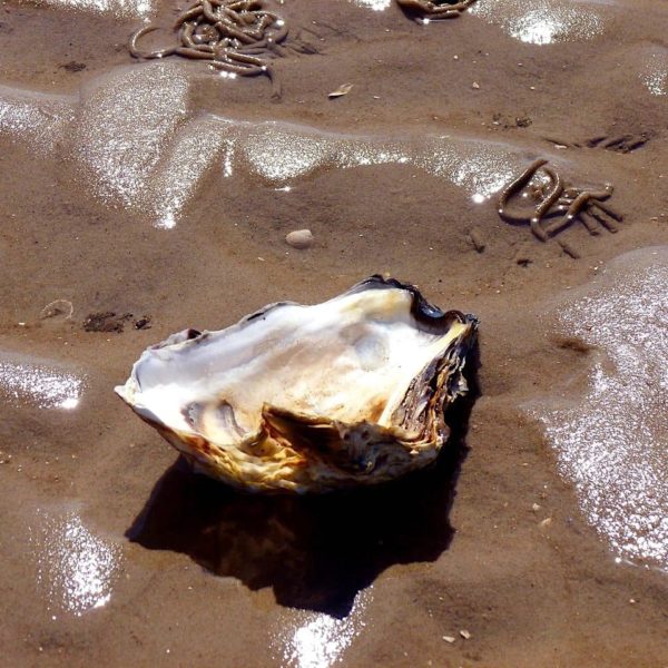 Wattwanderung Neuharlingersiel Muschel