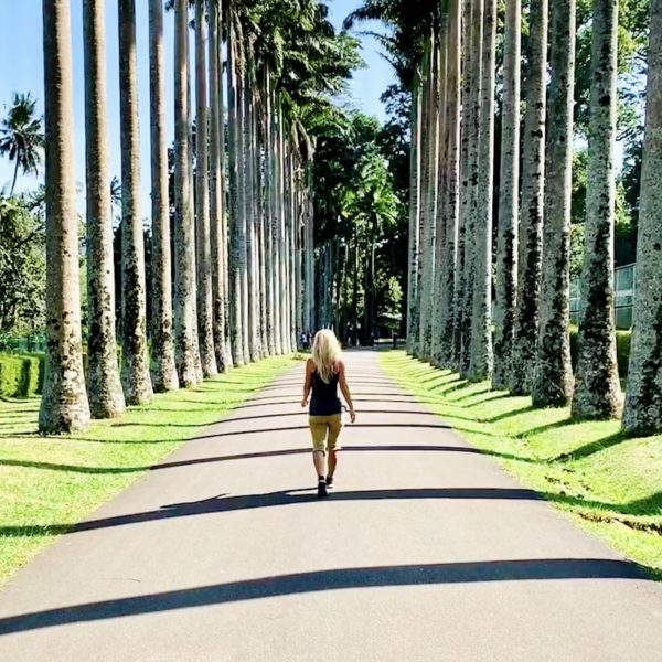 Weg Palmen botanischer Garten Kandy