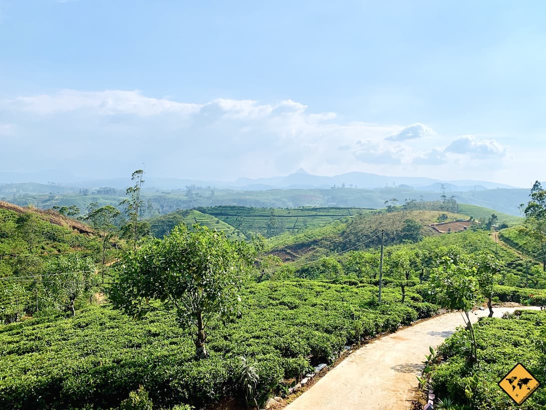 Weg Teeplantagen Tea Queens Bungalow Sri Lanka