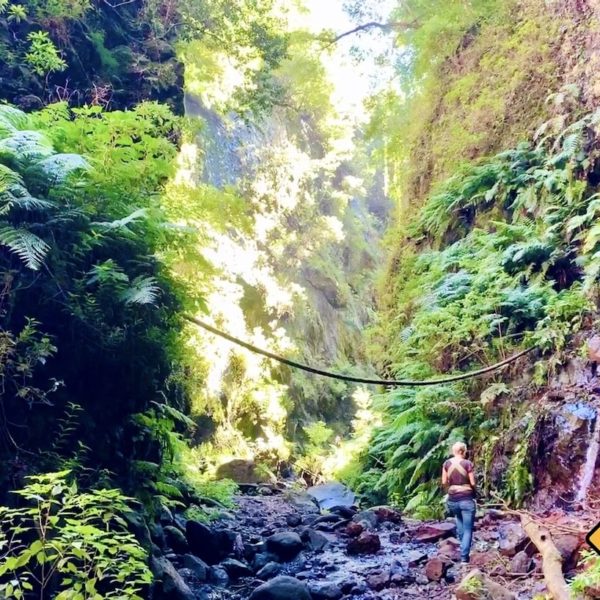 Weg Urwald La Palma