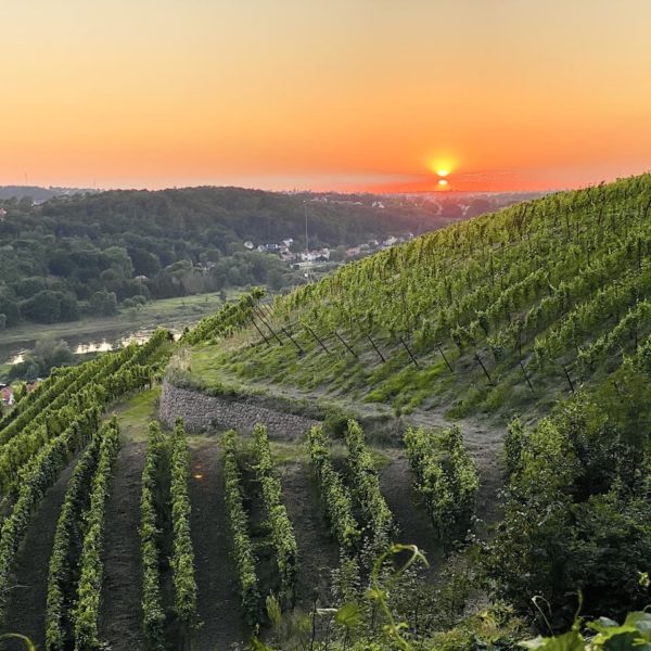 Weinberge Sonnenuntergang Aussichtspunkt Juchhöh Spaargebirge