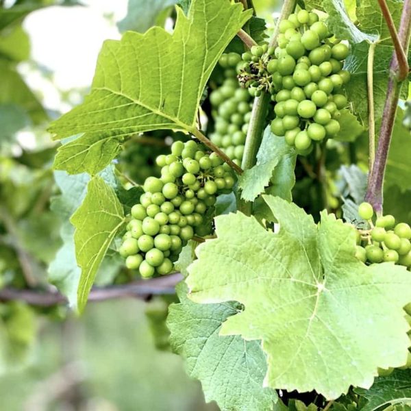 Weinreben Aussichtspunkt Boxberg