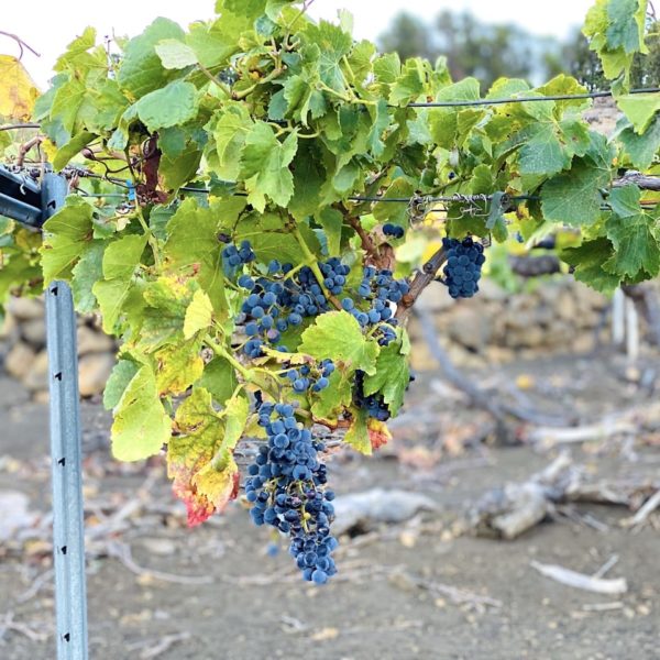 Weinreben Fuente de Los Roques