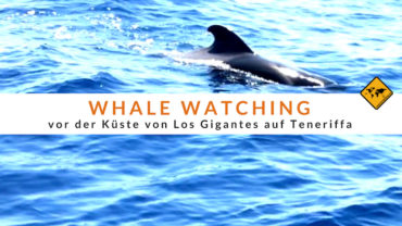 Whale Watching Teneriffa – Alle Infos, Preise + Erfahrungsbericht