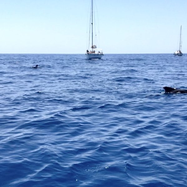 Whale Watching Teneriffa: Wie du hier sehen kannst, kommen die Grindwale sehr nah an die Boote heran