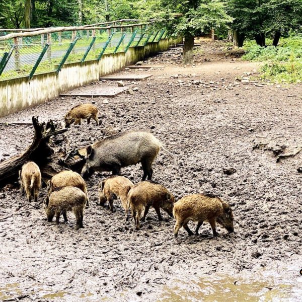 Wildschweine Moritzburg Tierpark
