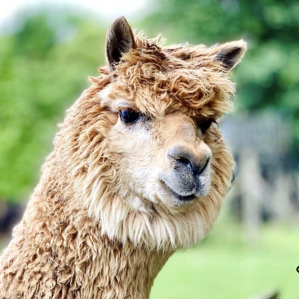 Wismar Sehenswürdigkeiten Tierpark Alpaka