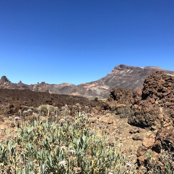 Zapato de La Reina Teide Nationalpark