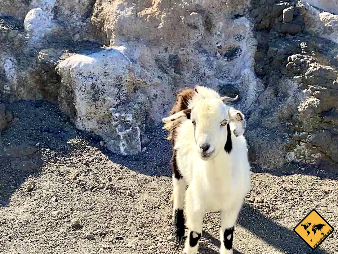 Ziege Fuerteventura Jandía