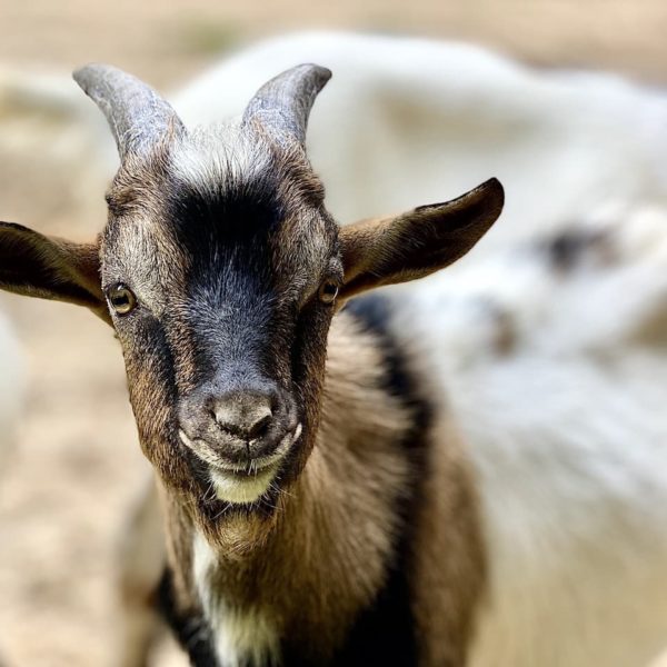 Ziege Tierpark Meißen Siebeneichen