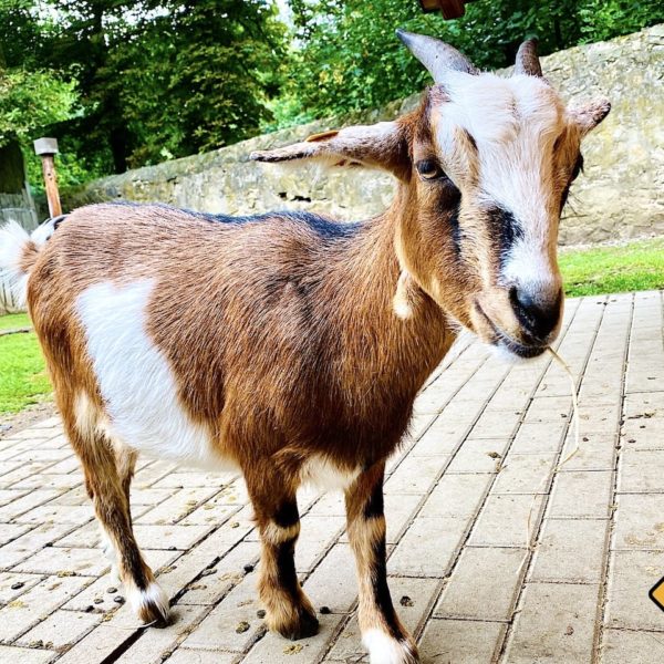 Ziege Wildgehege Moritzburg
