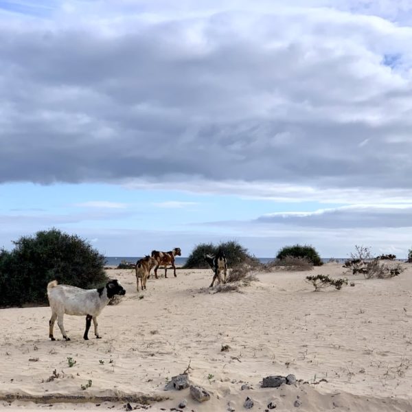 Ziegen Corralejo Naturpark Dünen