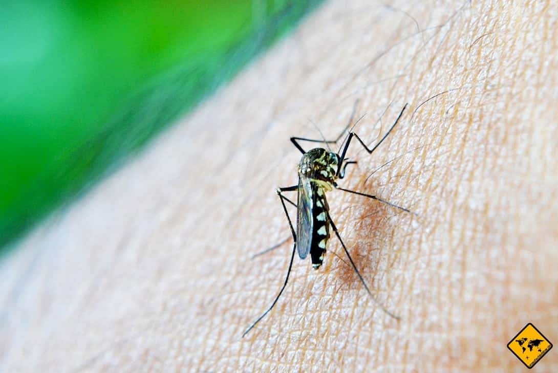 Zika-Virus Schwangerschaft