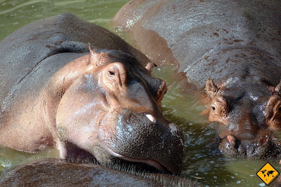 Zoo Oasis Park Costa Calma